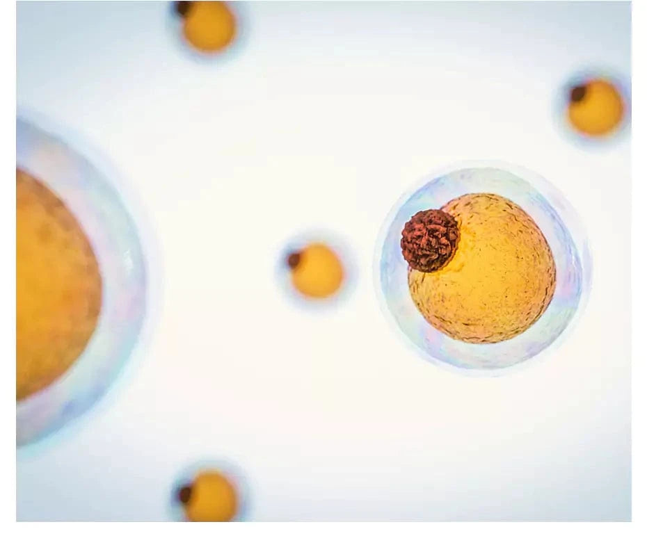BREAKING DOWN FAT CELLS